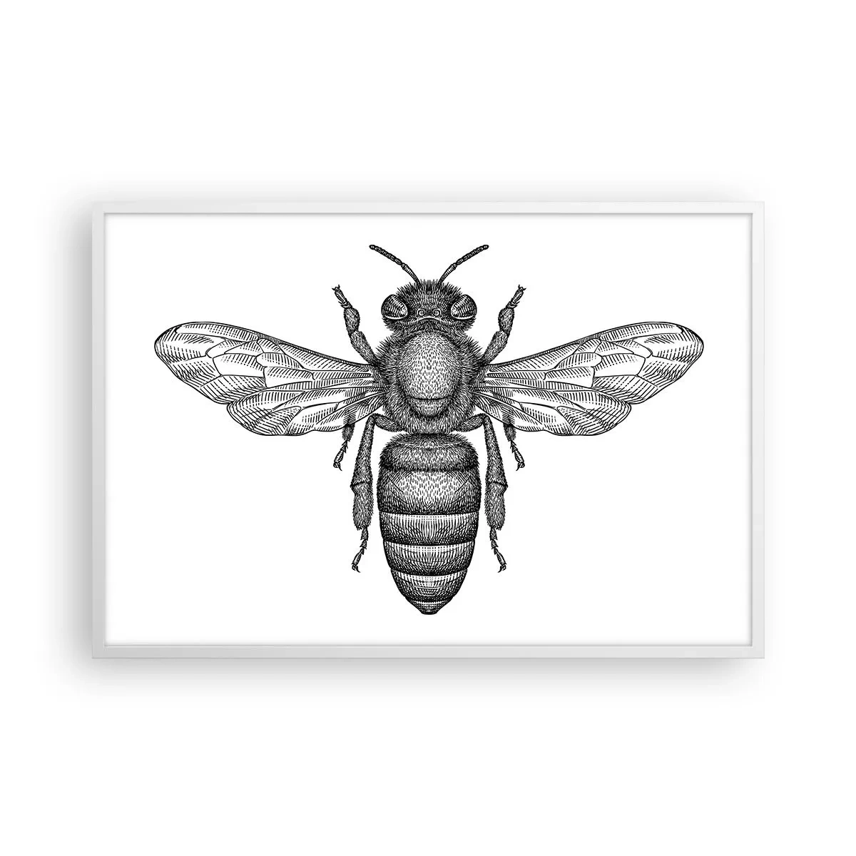 Poster in einem weißen Rahmen - Insektenporträt - 91x61 cm