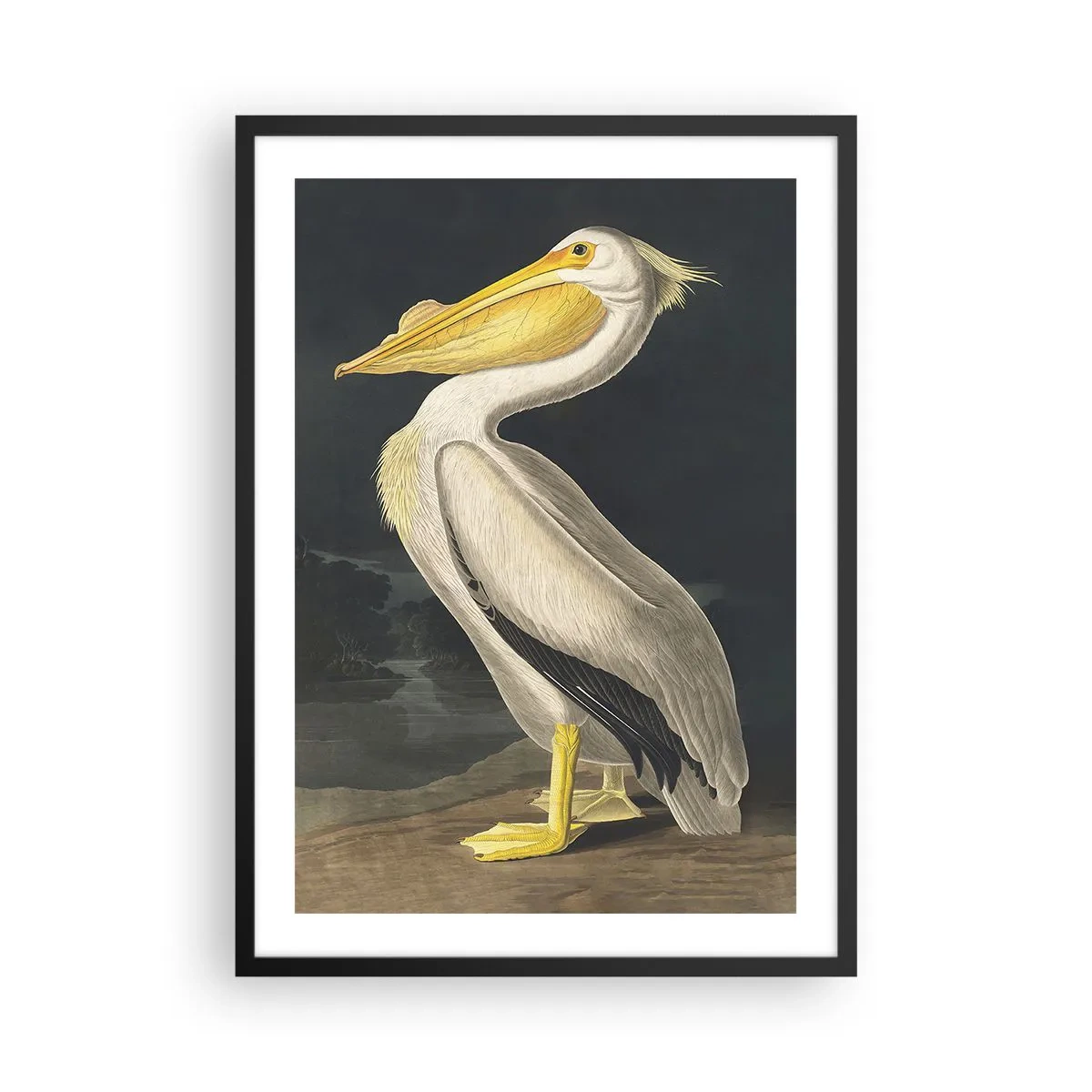 Poster in einem schwarzem Rahmen - Pelikan in einer klassischen Illustration auf dunklem Hintergrund - 50x70cm - Voller Stolz - Moderne Wanddekoration für Wohnzimmer und Schlafzimmer ARTTOR