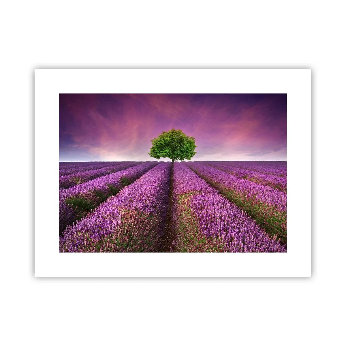 Poster - Auf Lavendelfeldern - 40x30 cm