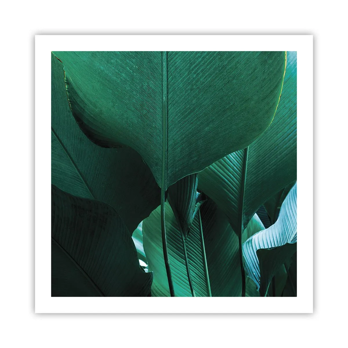 Poster - Dem Licht zugewandt - 60x60 cm