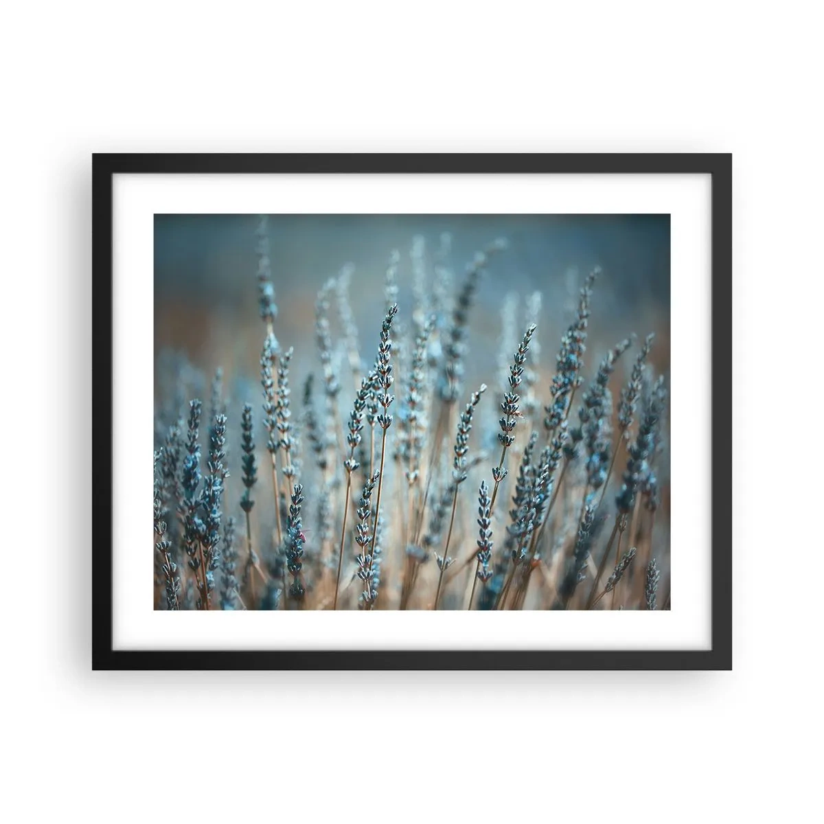 Poster in einem schwarzem Rahmen - Duftendes Kornfeld - 50x40 cm