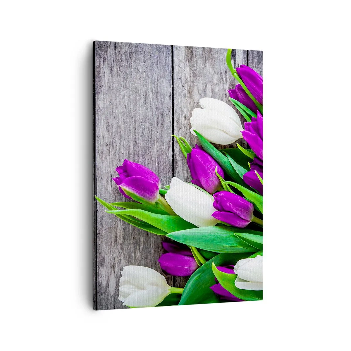 Bild auf Leinwand - Leinwandbild - Ein Strauß lila und weißer Tulpen auf einem hölzernen Hintergrund - 50x70cm - Am Tag der Frühlingsferien - Moderne Wanddekoration für Wohnzimmer und Schlafzimmer ARTTOR