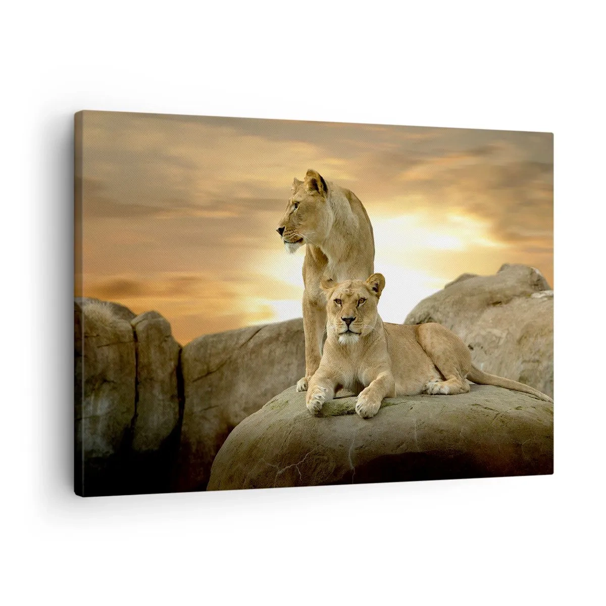 Bild auf Leinwand - Leinwandbild - Zwei Löwinnen ruhen bei Sonnenuntergang auf einem Felsen - 70x50cm - Königliche Majestät - Moderne Wanddekoration für Wohnzimmer und Schlafzimmer ARTTOR