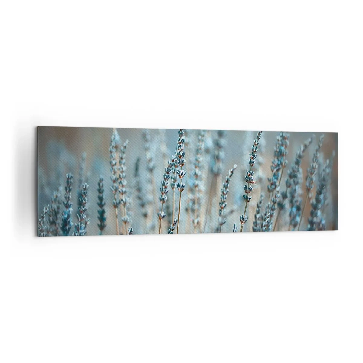 Bild auf Leinwand - Leinwandbild - Lavendel im Feld in dezenten Pastelltönen - 160x50cm - Duftendes Kornfeld - Moderne Wanddekoration für Wohnzimmer und Schlafzimmer ARTTOR