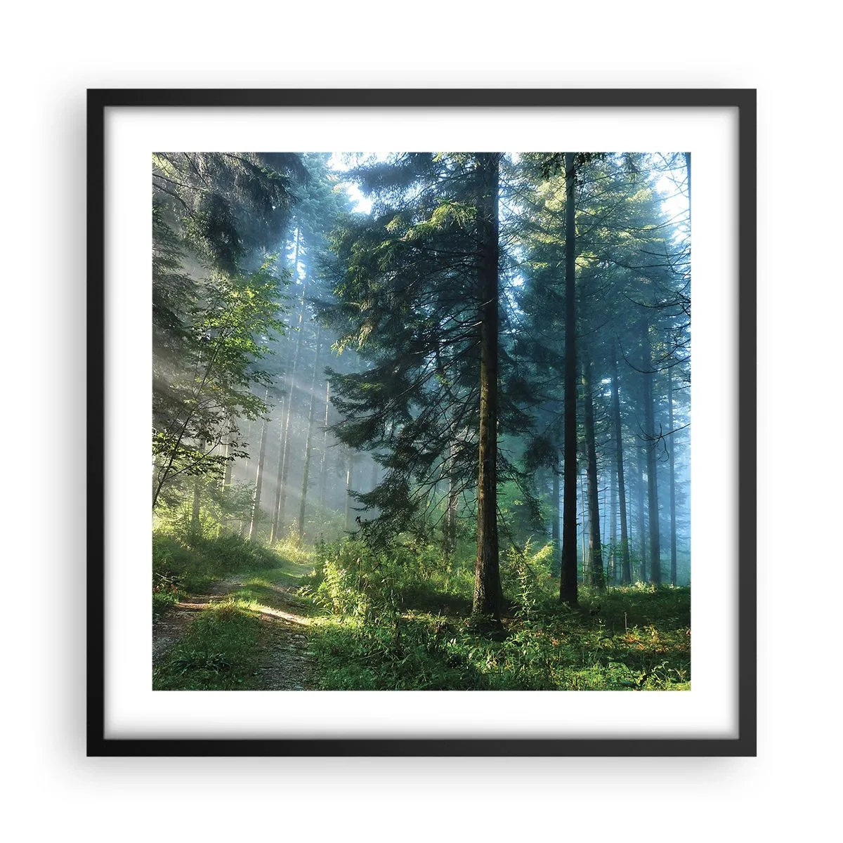 Poster in einem schwarzem Rahmen - Strahlend am Morgen - 50x50 cm