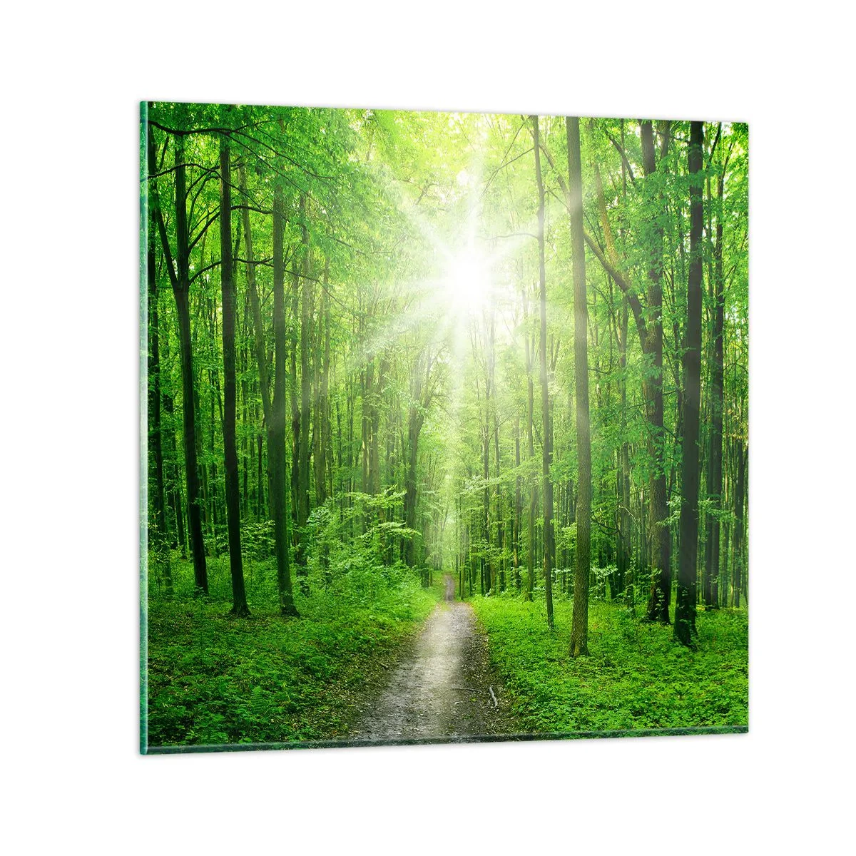 Glasbild - Bild auf glas - Die grüne Kathedrale - 70x70 cm