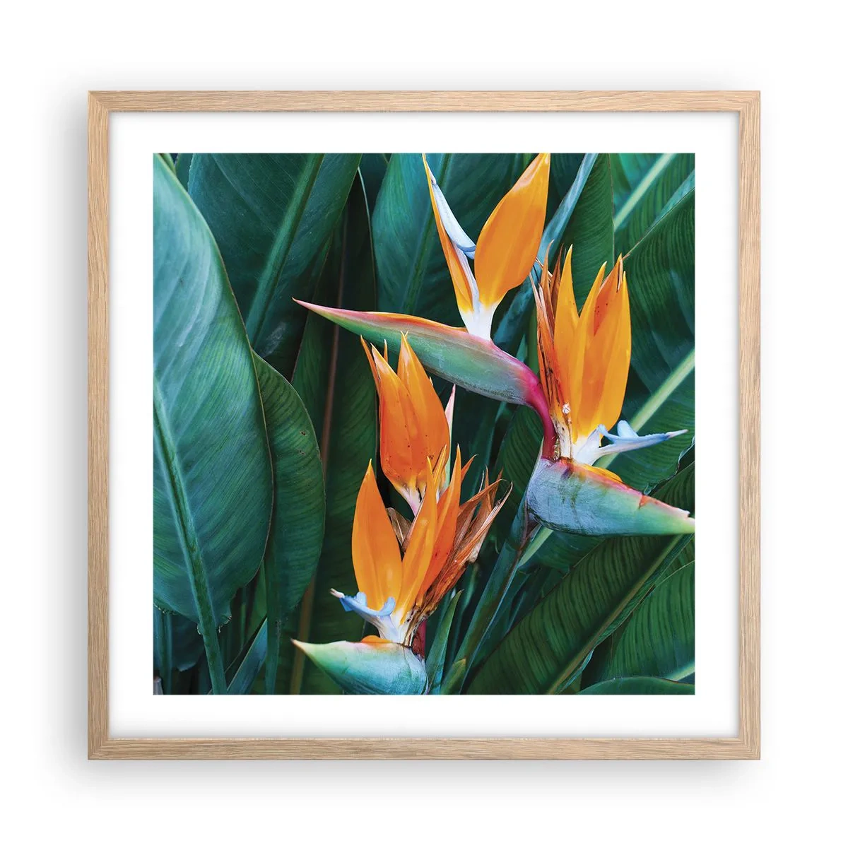 Poster in einem Rahmen aus heller Eiche - Ist es eine Blume oder ist es ein Vogel? - 50x50 cm