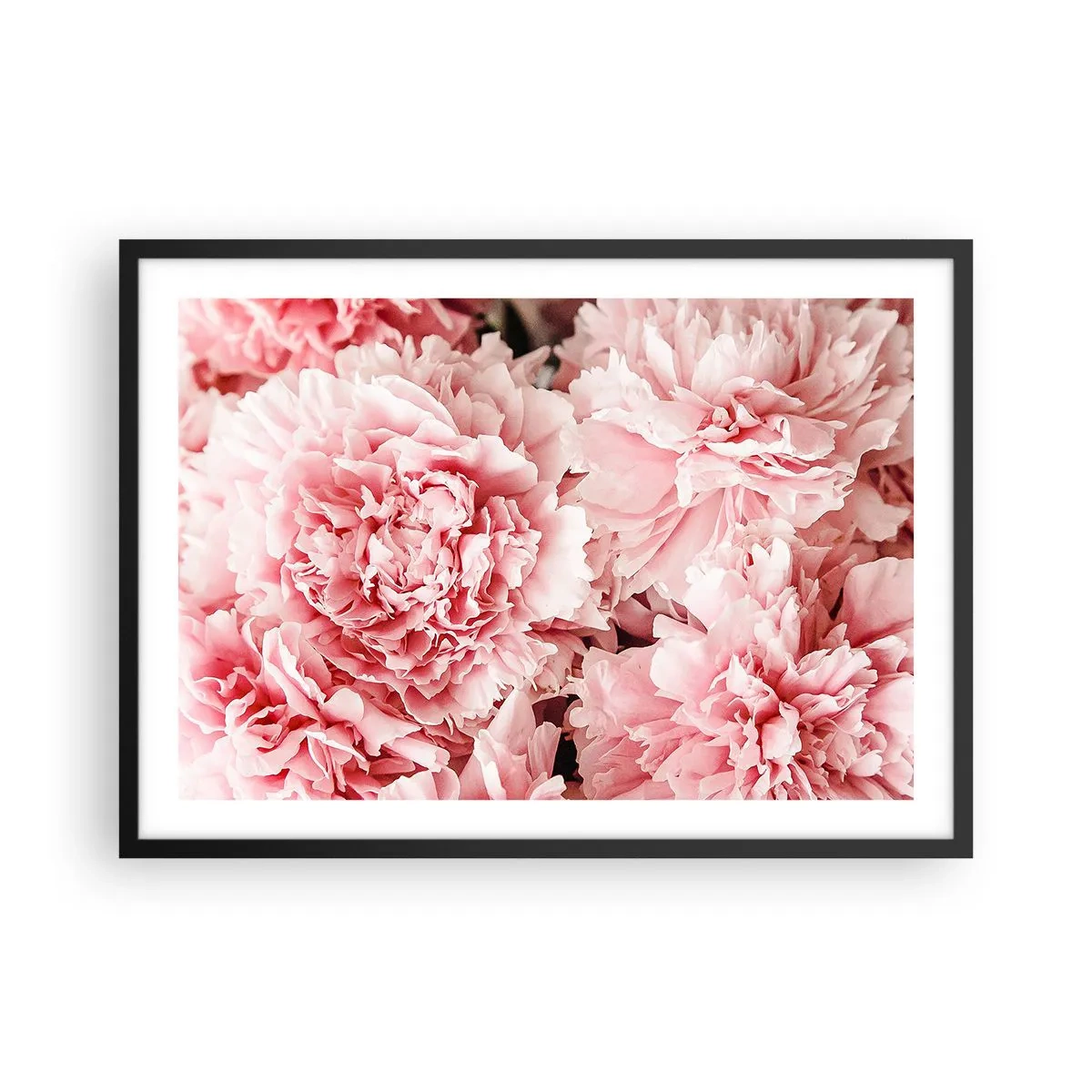 Poster in einem schwarzem Rahmen - Zarte rosa Pfingstrosen in zartem Ambiente - 70x50cm - Rosa Traum - Moderne Wanddekoration für Wohnzimmer und Schlafzimmer ARTTOR
