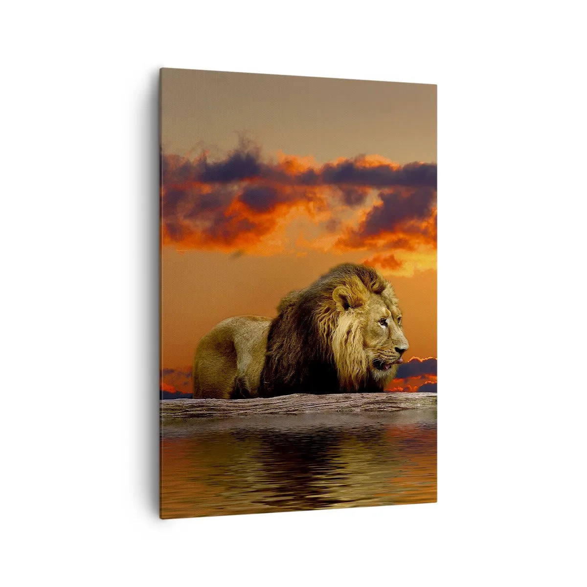 Bild auf Leinwand - Leinwandbild - Ein Löwe ruht bei Sonnenuntergang vor einem dramatischen Himmel am Wasser. - 70x100cm - König der Natur - Moderne Wanddekoration für Wohnzimmer und Schlafzimmer ARTTOR