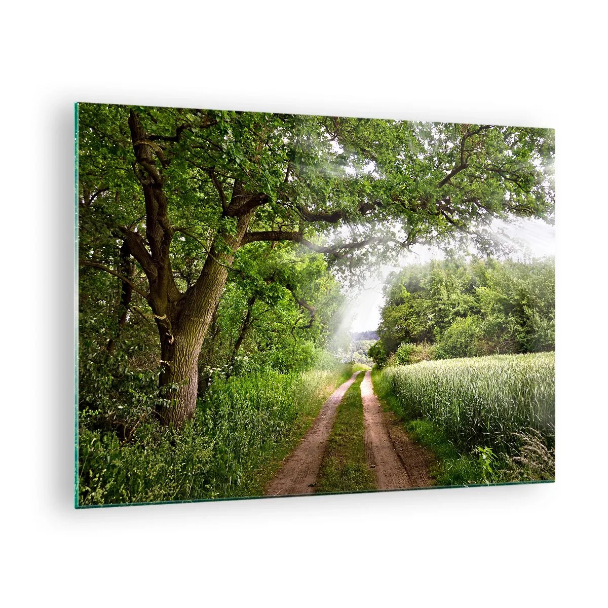 Glasbild - Bild auf glas - Ein Waldweg, umgeben von Grün in den Strahlen der Sonne - 70x50cm - Et in Arcadia ego - Moderne Wanddekoration für Wohnzimmer und Schlafzimmer ARTTOR