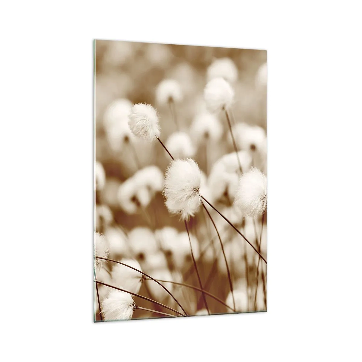 Glasbild - Bild auf glas - Ein Feld mit zarten Pflanzen in Sepiatönen - 70x100cm - Flauschiges Kornfeld - Moderne Wanddekoration für Wohnzimmer und Schlafzimmer ARTTOR