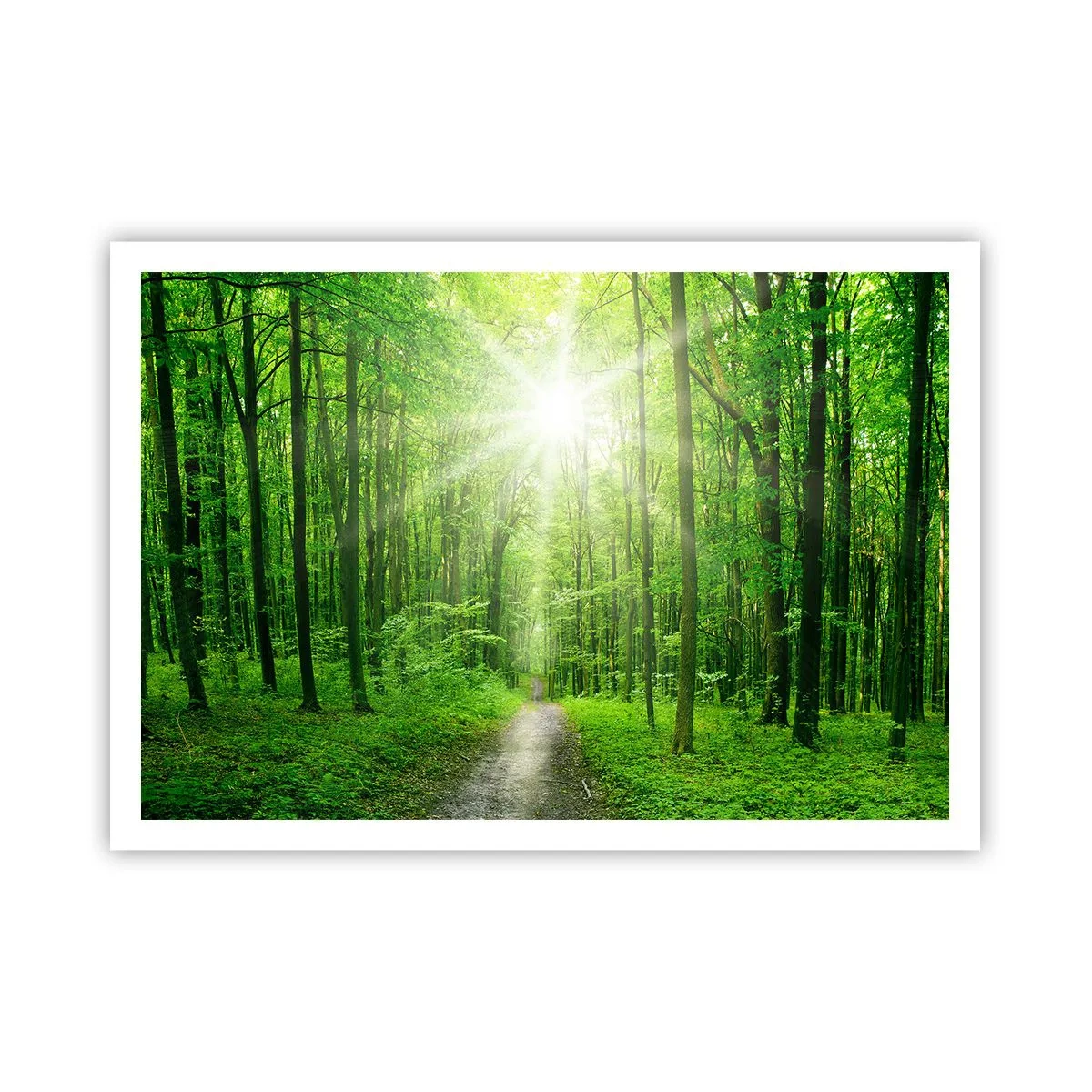 Poster - Pfad im Wald mit Sonnenstrahlen - 100x70cm - Die grüne Kathedrale - Moderne Wanddekoration für Wohnzimmer und Schlafzimmer ARTTOR
