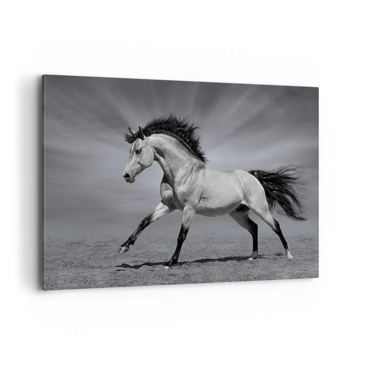 Bild auf Leinwand - Leinwandbild - Ein schwarz-weißes Pferd in einer dynamischen Pose in der Wüste. - 100x70cm - Geboren um Freude zu bereiten - Moderne Wanddekoration für Wohnzimmer und Schlafzimmer ARTTOR