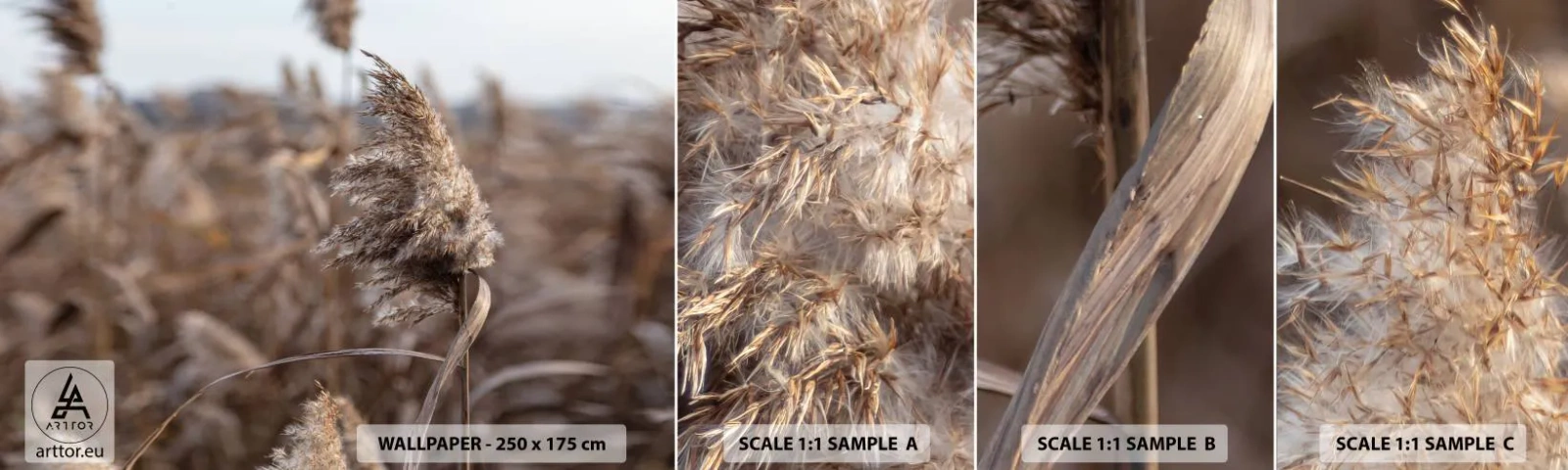 Fototapetenmuster Standard Eco - Zeit, mit dem Wind zu gehen - Wiese, Pampasgras, Natur - 100x30 cm