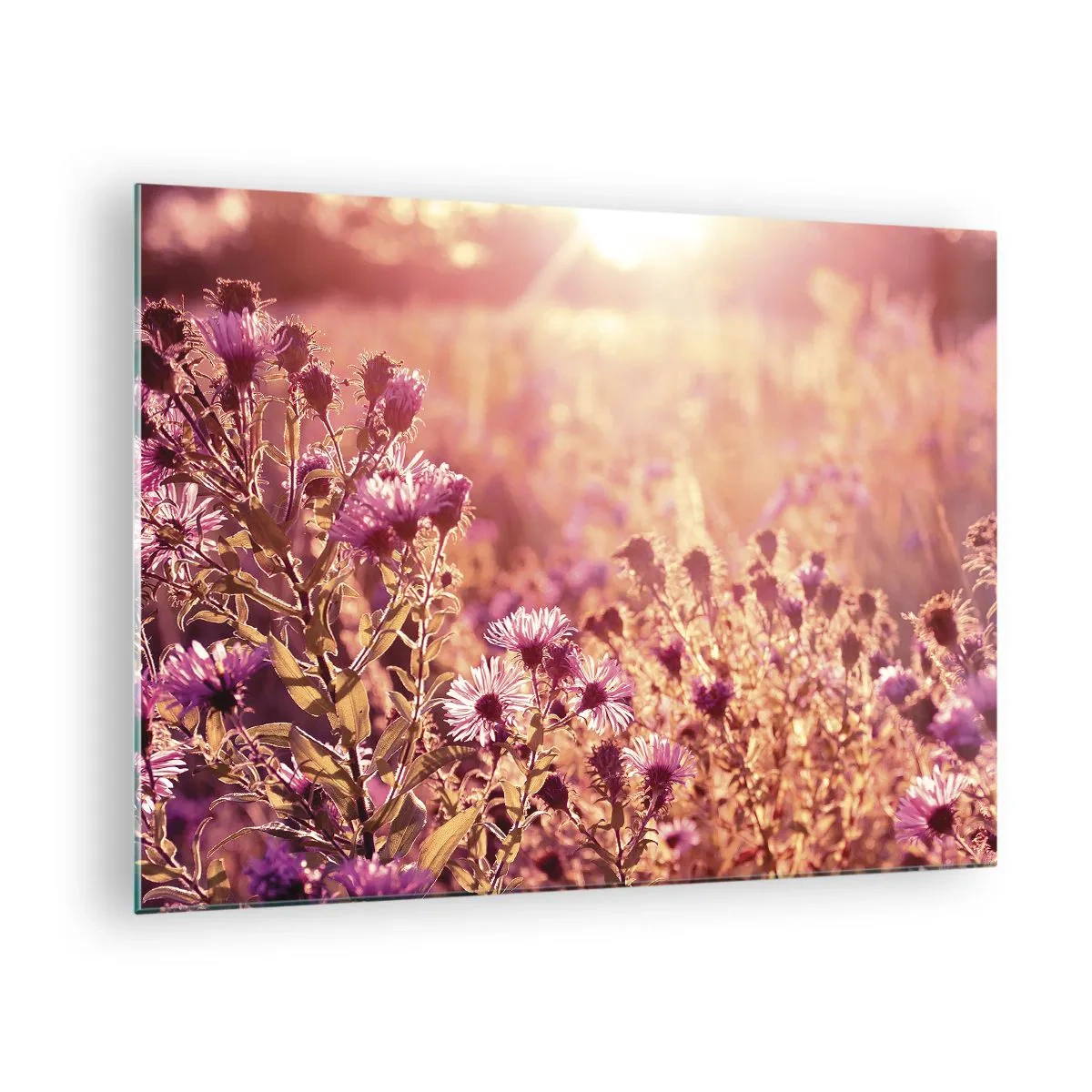 Glasbild - Bild auf glas - Lila Blumen auf der Wiese im Licht der untergehenden Sonne - 70x50cm - Bevor der Sommer vorbei ist - Moderne Wanddekoration für Wohnzimmer und Schlafzimmer ARTTOR
