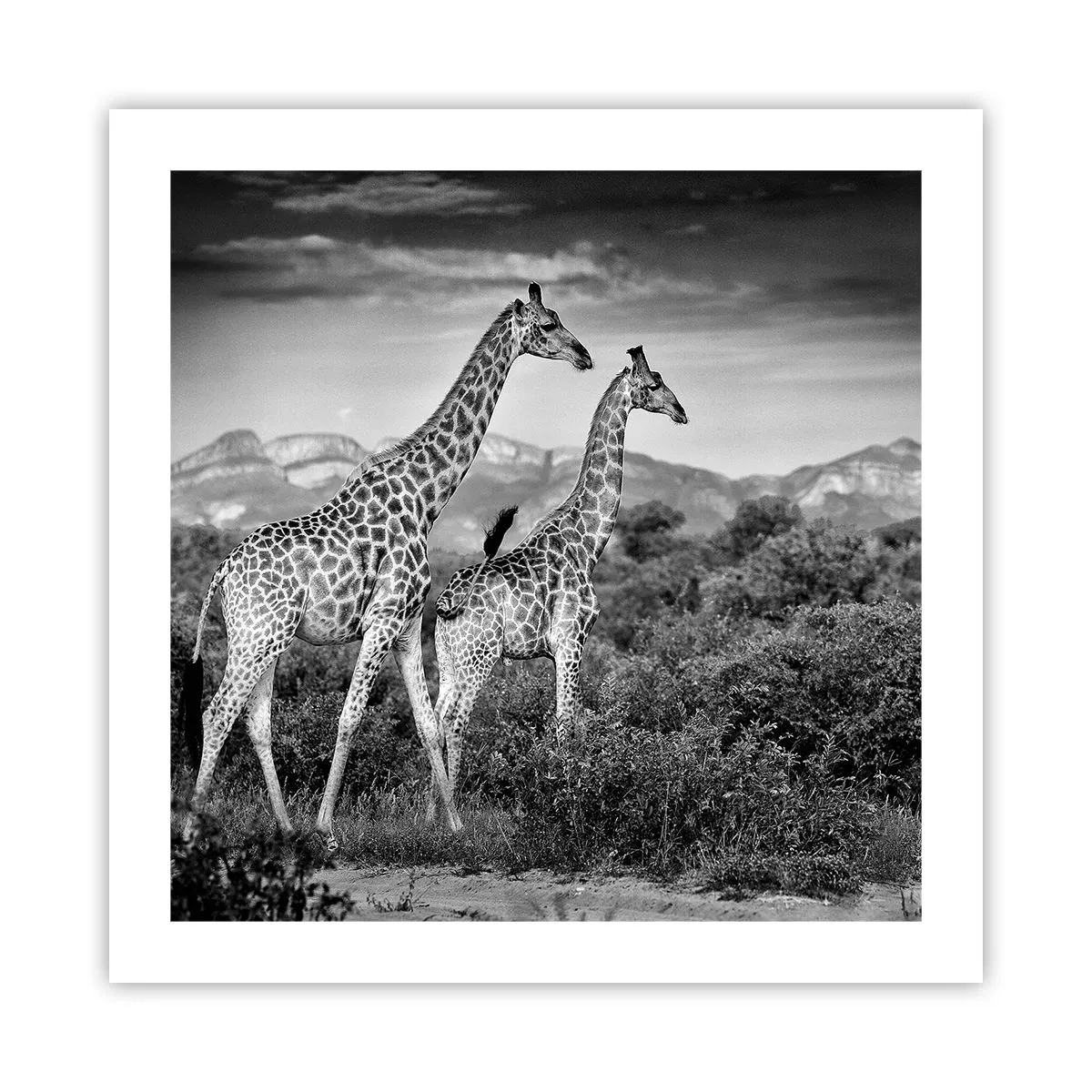 Poster - Hohe Sphären in Afrika - 50x50 cm