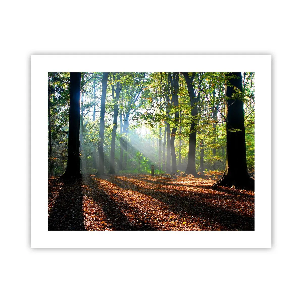 Poster - Licht und Schatten - 50x40 cm