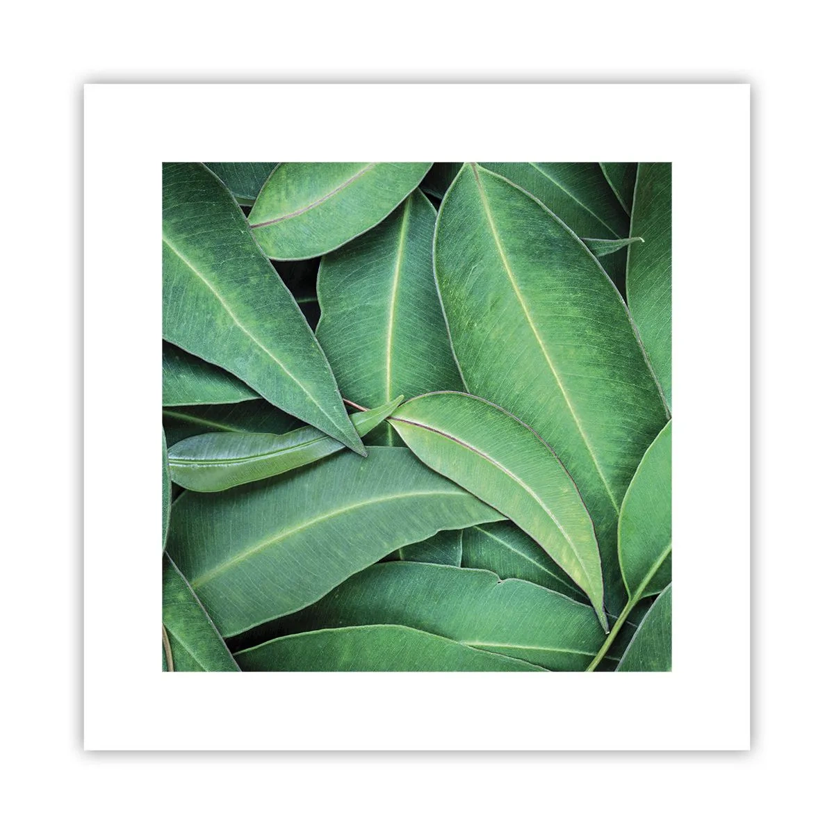 Poster - Saftig und frisch - 30x30 cm