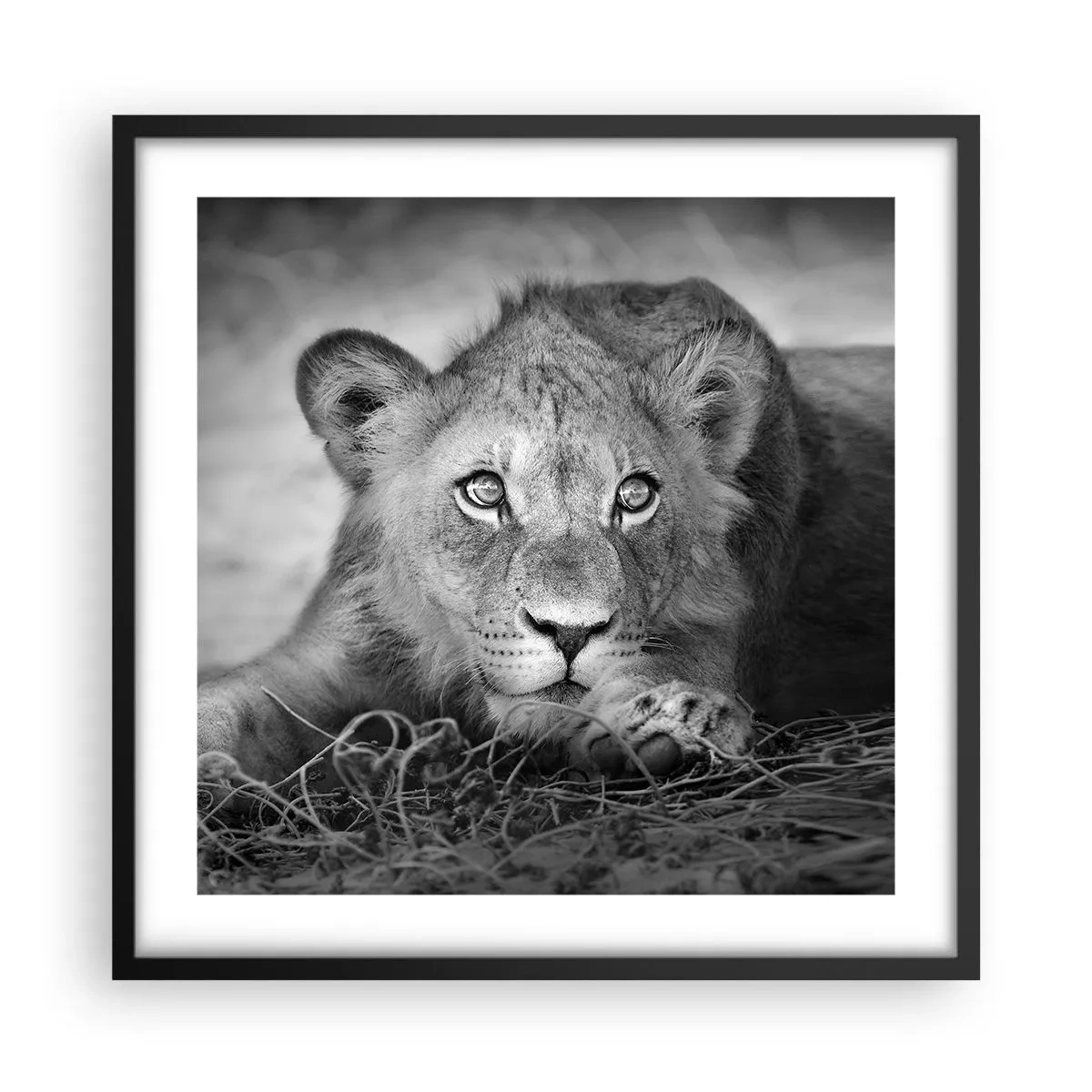 Poster in einem schwarzem Rahmen - Königlicher Welpe - 50x50 cm