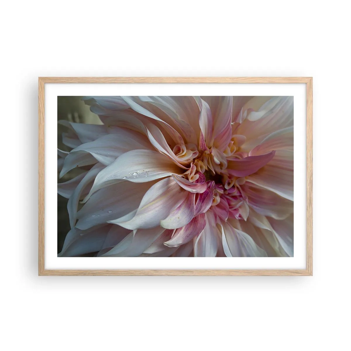 Poster in einem Rahmen aus heller Eiche - Blühende Frische - 70x50 cm