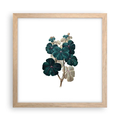 Poster in einem Rahmen aus heller Eiche - Aus dem alten Herbarium - 30x30 cm