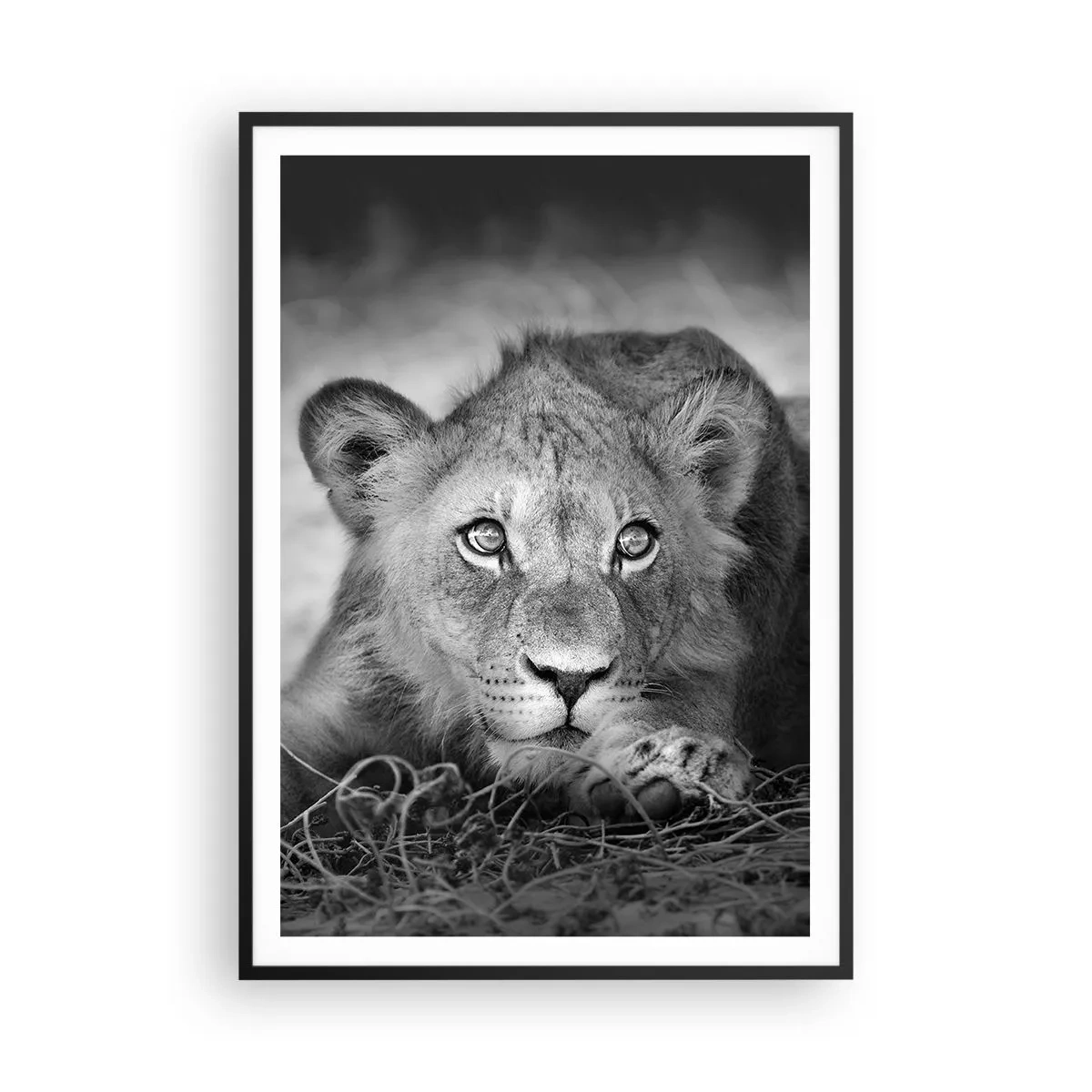 Poster in einem schwarzem Rahmen - Königlicher Welpe - 70x100 cm
