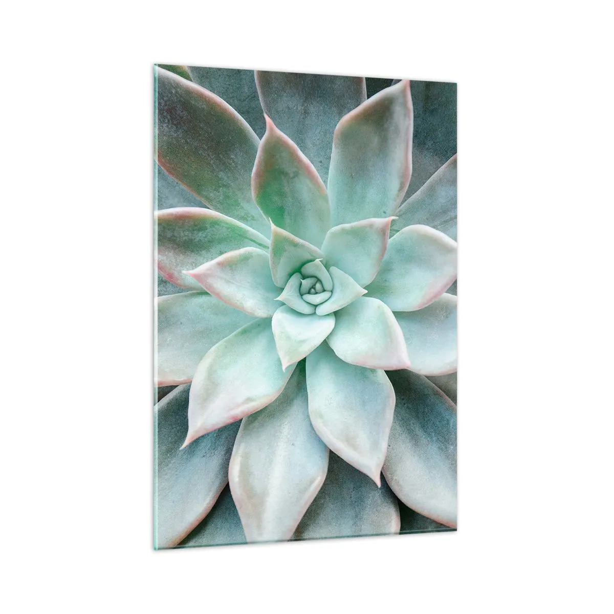 Glasbild - Bild auf glas - Trockene, saftige Blätter mit einem zarten, graugrünen Farbton - 50x70cm - Das Herz der Wüste - Moderne Wanddekoration für Wohnzimmer und Schlafzimmer ARTTOR