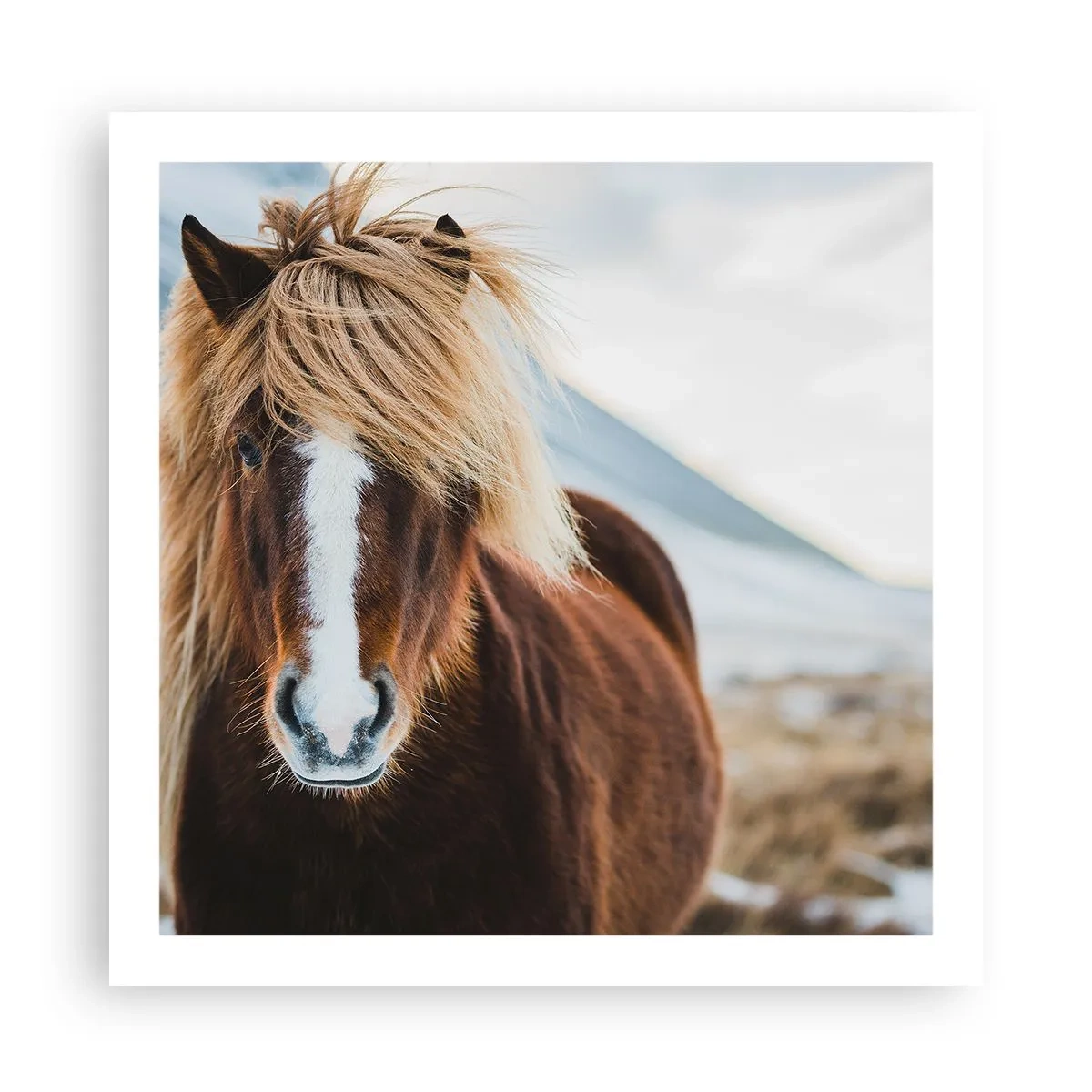 Poster - Spürst du die Freiheit? - 60x60 cm