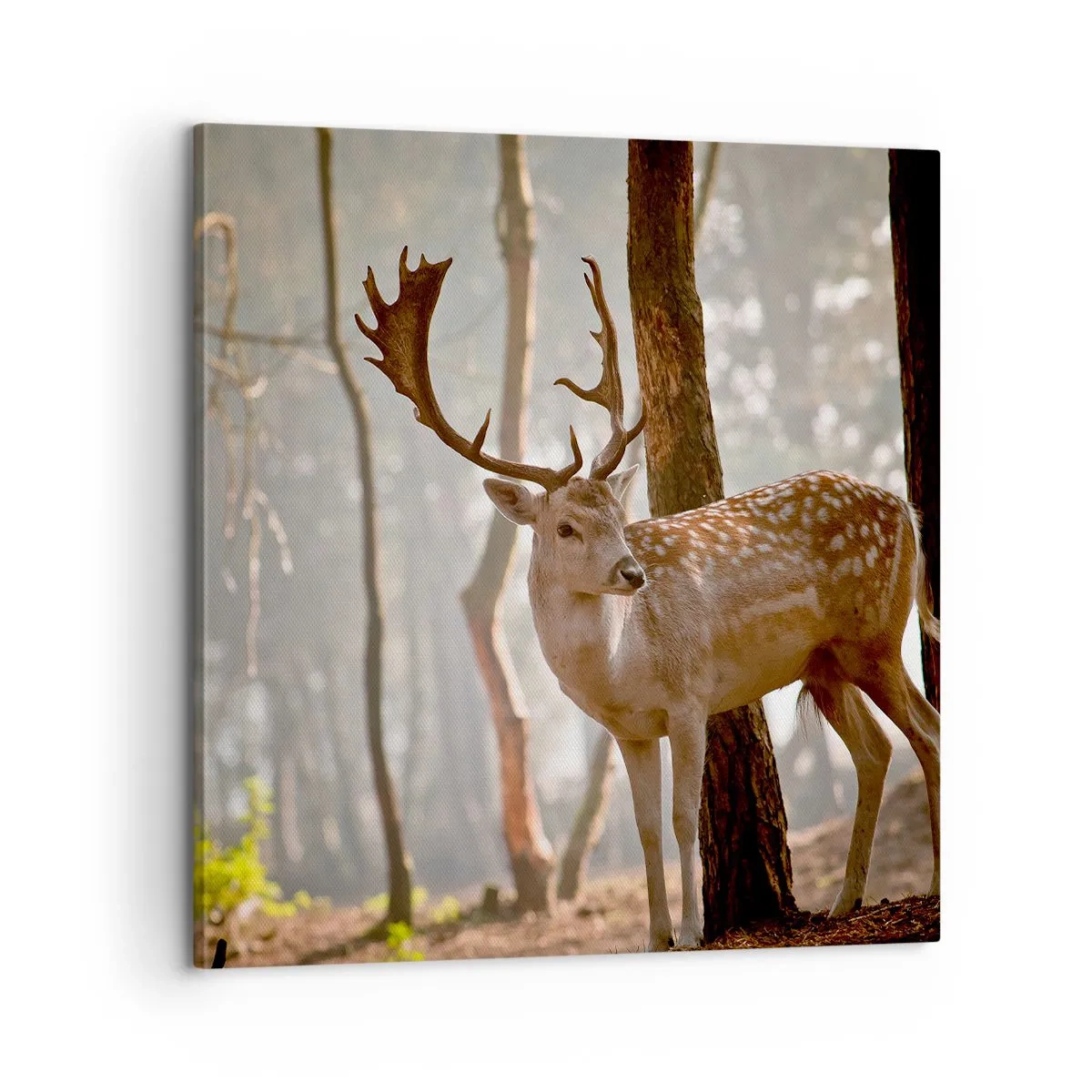 Bild auf Leinwand - Leinwandbild - Das Licht der Jugend - 60x60 cm