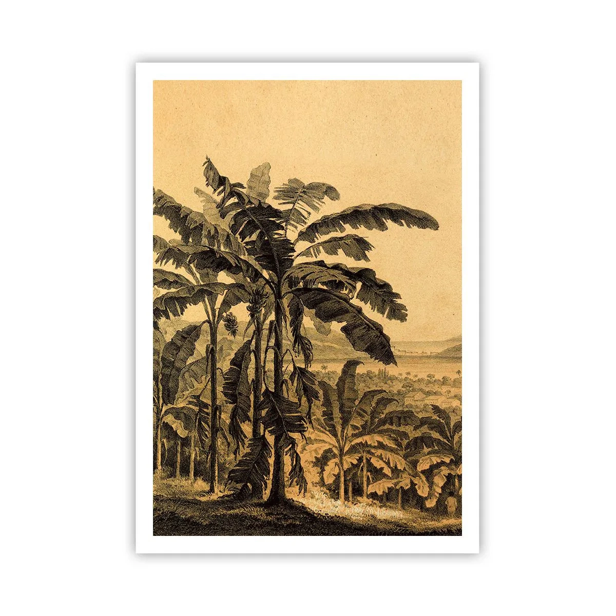Poster - in einem kolonialen Klima - 70x100 cm