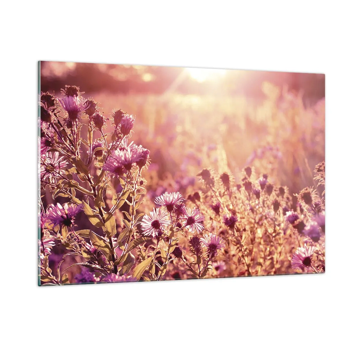 Glasbild - Bild auf glas - Lila Blumen auf der Wiese im Licht der untergehenden Sonne - 120x80cm - Bevor der Sommer vorbei ist - Moderne Wanddekoration für Wohnzimmer und Schlafzimmer ARTTOR