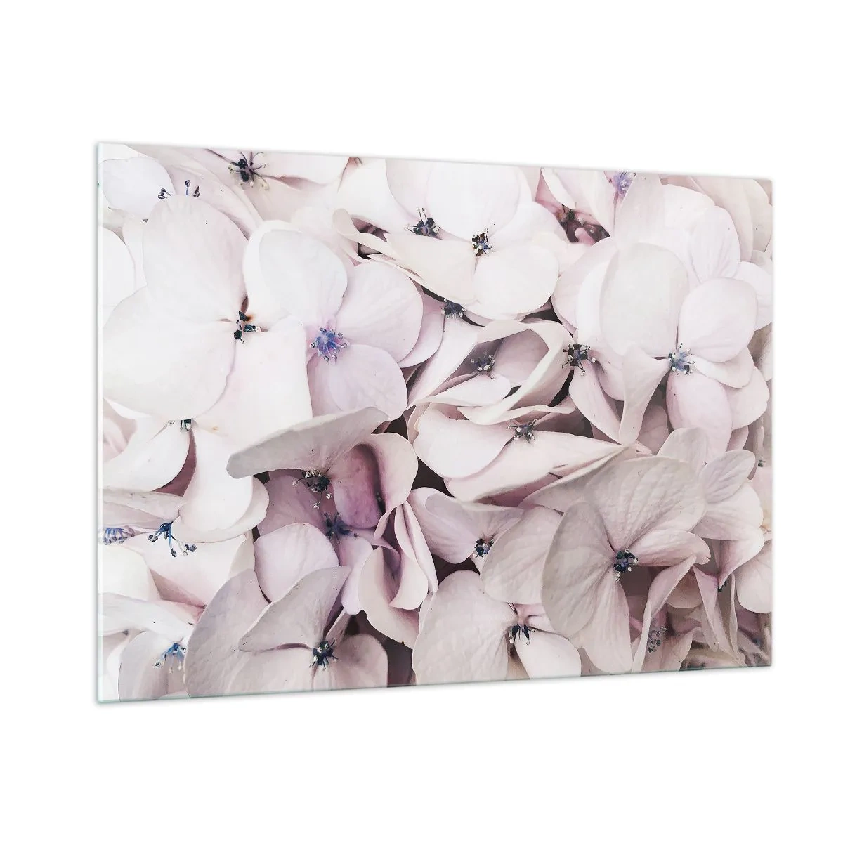 Glasbild - Bild auf glas - Zarte hellrosa Hortensien in Nahaufnahme - 100x70cm - In einer Blumenflut - Moderne Wanddekoration für Wohnzimmer und Schlafzimmer ARTTOR