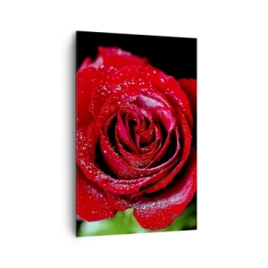 Bild auf Leinwand - Leinwandbild - Eine rote Rose mit Tautropfen auf schwarzem Hintergrund. - 80x120cm - Das ist Liebe - Moderne Wanddekoration für Wohnzimmer und Schlafzimmer ARTTOR