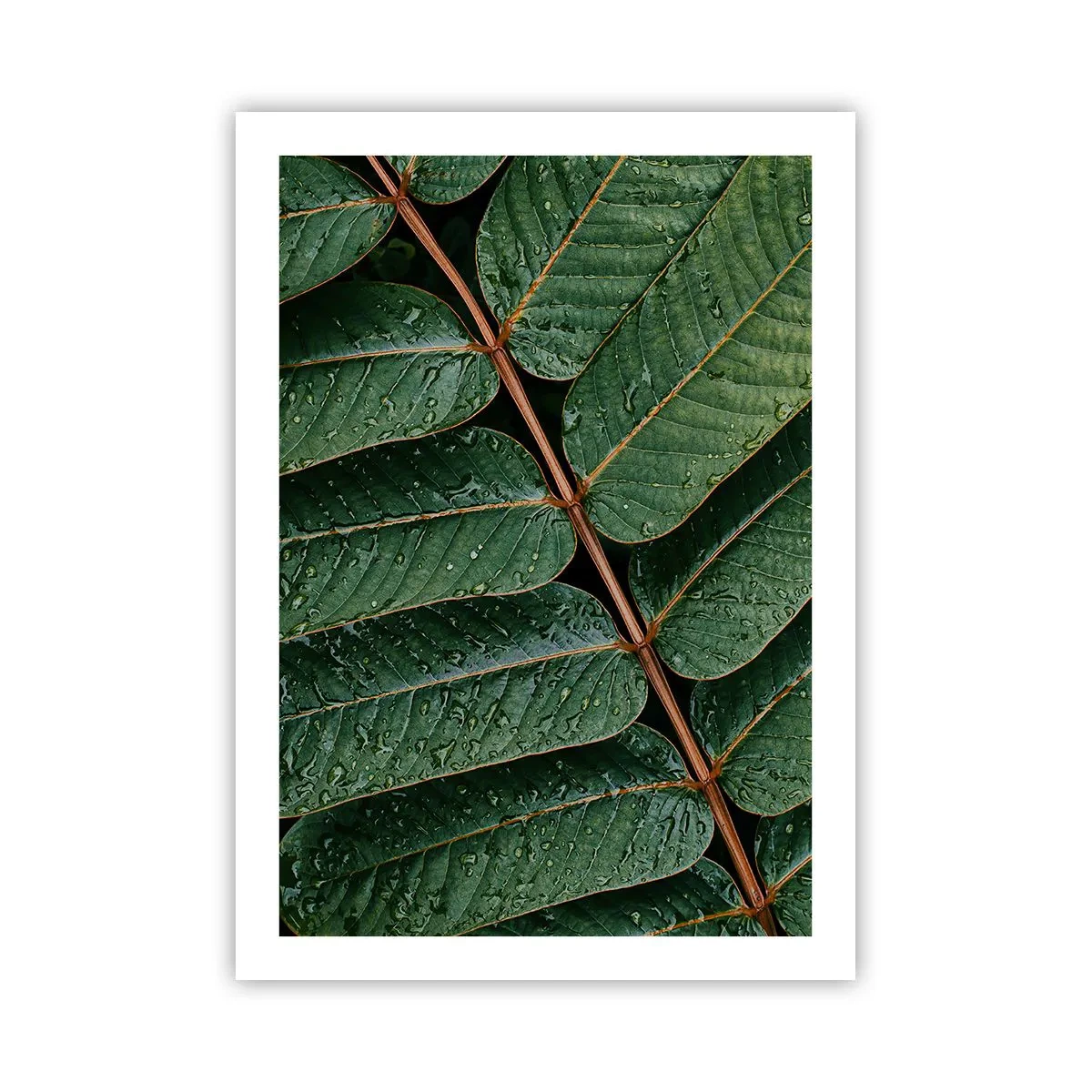 Poster - Blätter mit Wassertropfen bilden eine harmonische Komposition - 50x70cm - Im grünen Rhythmus - Moderne Wanddekoration für Wohnzimmer und Schlafzimmer ARTTOR