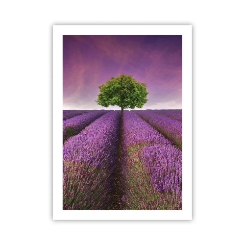 Poster - Ein Lavendelfeld mit einem einsamen Baum vor einem violetten Himmel - 50x70cm - Auf Lavendelfeldern - Moderne Wanddekoration für Wohnzimmer und Schlafzimmer ARTTOR
