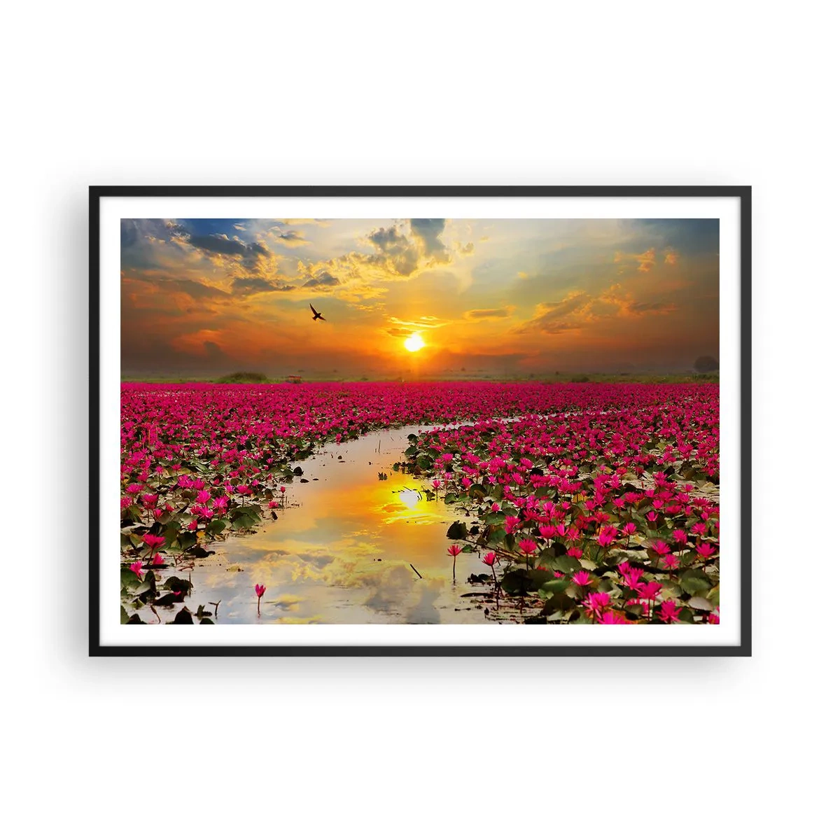 Poster in einem schwarzem Rahmen - Ein Feld mit rosa Seerosen bei Sonnenuntergang - 100x70cm - Das geheime Leben des Sees - Moderne Wanddekoration für Wohnzimmer und Schlafzimmer ARTTOR
