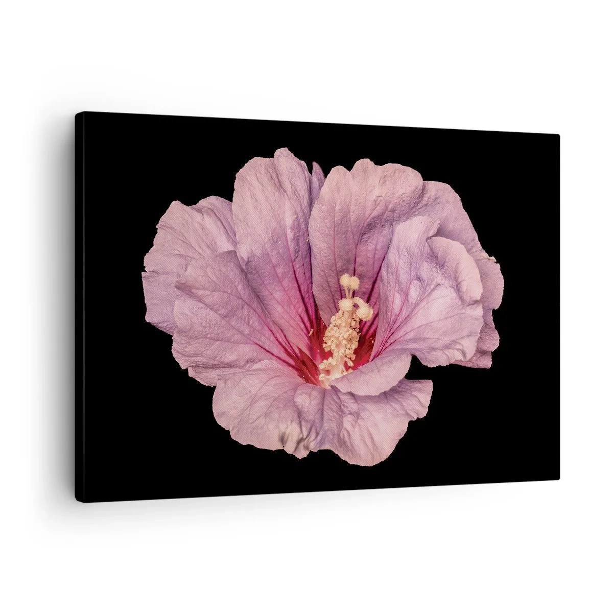 Bild auf Leinwand - Leinwandbild - Rosa Blume auf schwarzem Hintergrund - 70x50cm - Direkt ins Herz - Moderne Wanddekoration für Wohnzimmer und Schlafzimmer ARTTOR