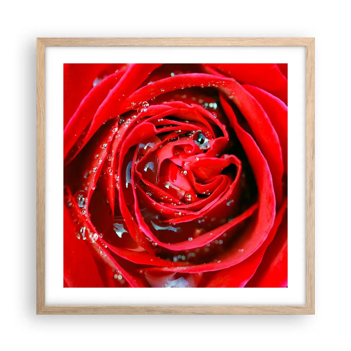 Poster in einem Rahmen aus heller Eiche - In den Tautropfen - 50x50 cm