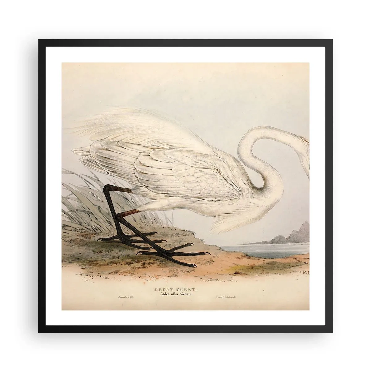 Poster in einem schwarzem Rahmen - Dame auf den Binsen - 60x60 cm