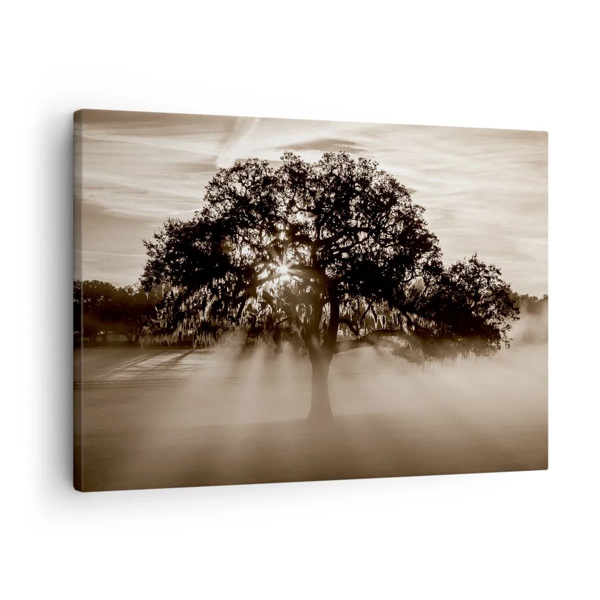 Bild auf Leinwand - Leinwandbild - Sonnenstrahlen scheinen durch einen einsamen Baum - 70x50cm - Baum der guten Nachrichten - Moderne Wanddekoration für Wohnzimmer und Schlafzimmer ARTTOR