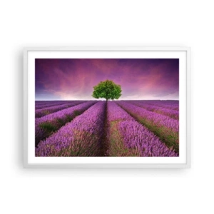 Poster in einem weißen Rahmen - Auf Lavendelfeldern - 70x50 cm