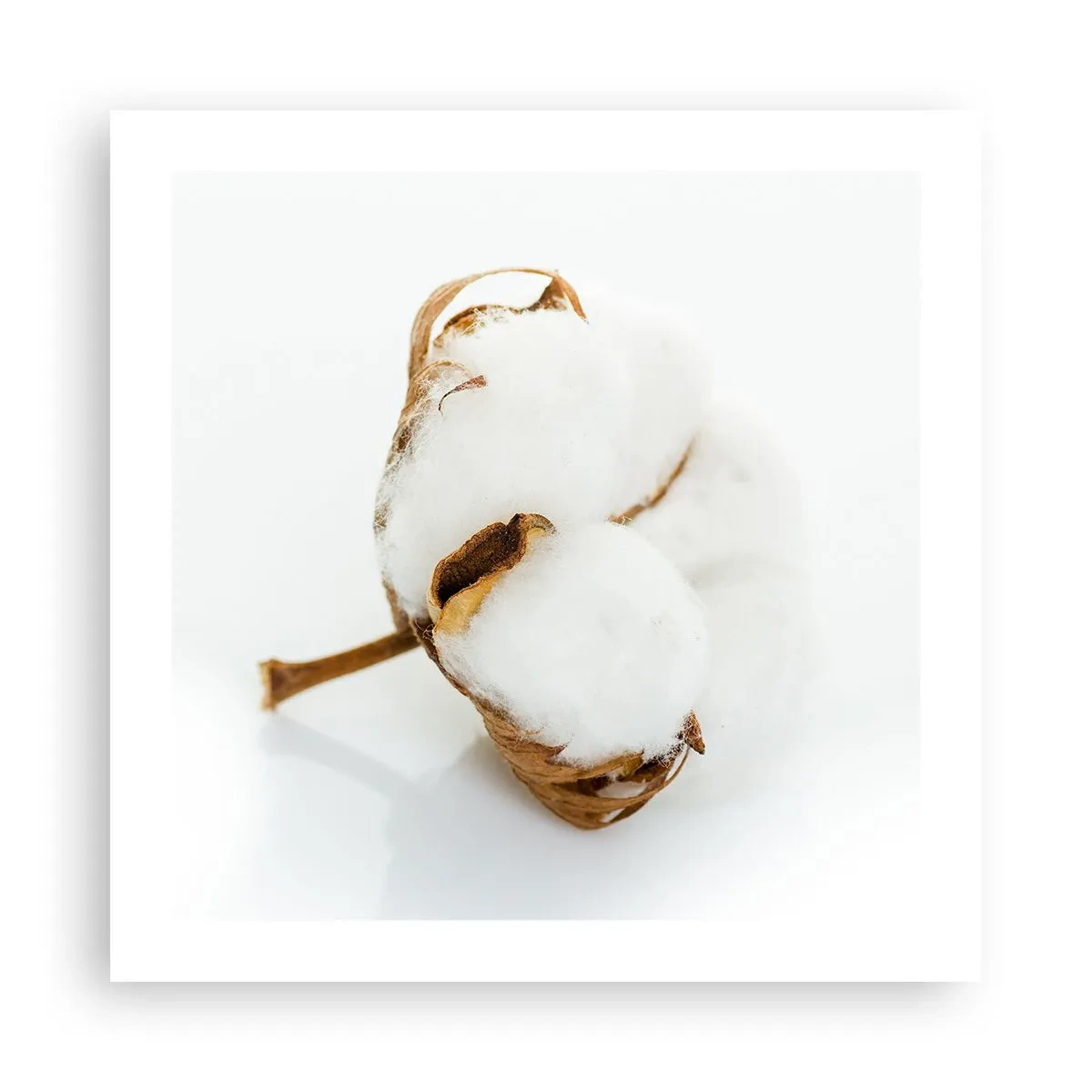 Poster - Von Natur aus weich - 50x50 cm