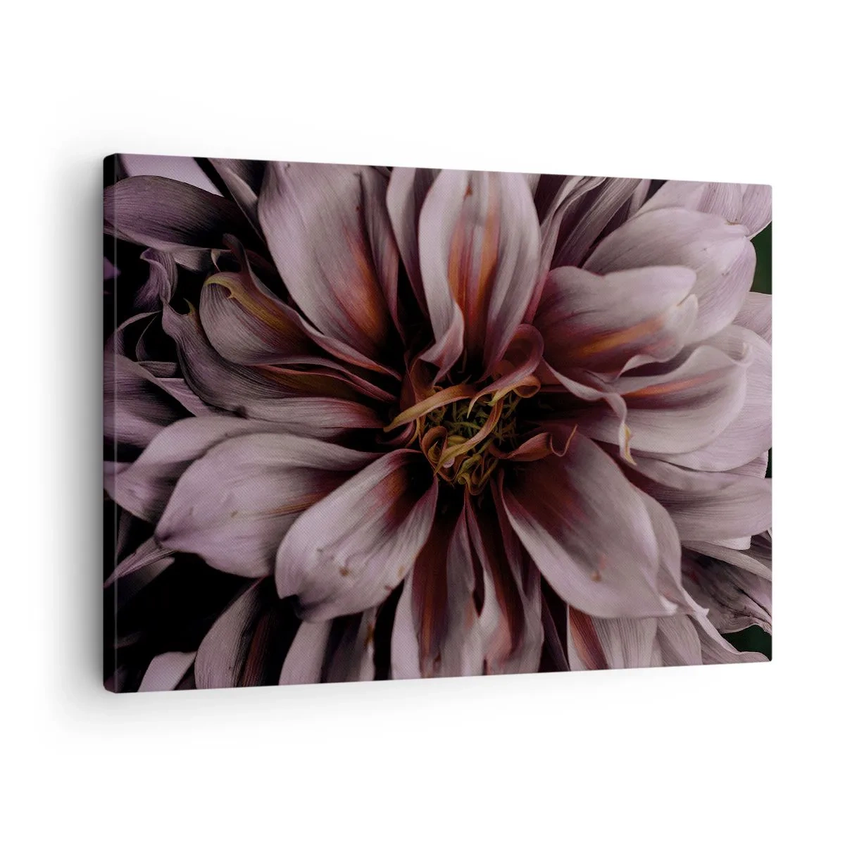 Bild auf Leinwand - Leinwandbild - Nahaufnahme einer großen Blume in dezenten Farben - 70x50cm - Ein Blumenherz - Moderne Wanddekoration für Wohnzimmer und Schlafzimmer ARTTOR