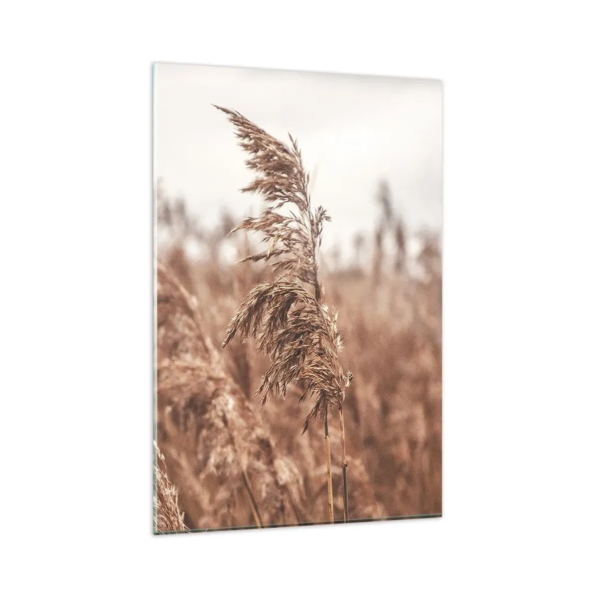 Glasbild - Bild auf glas - Goldene Gräser vor dem Hintergrund der Herbstlandschaft - 80x120cm - Auf den Feldern ist es schon Herbst - Moderne Wanddekoration für Wohnzimmer und Schlafzimmer ARTTOR