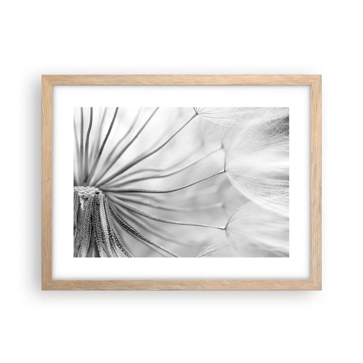 Poster in einem Rahmen aus heller Eiche - Löwenzahn, Drachen - 40x30 cm