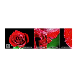 Fototapeten Muster Premium Canvas - Das ist Liebe - Blumen, Rote Rose, Rosenblätter - 100x30 cm