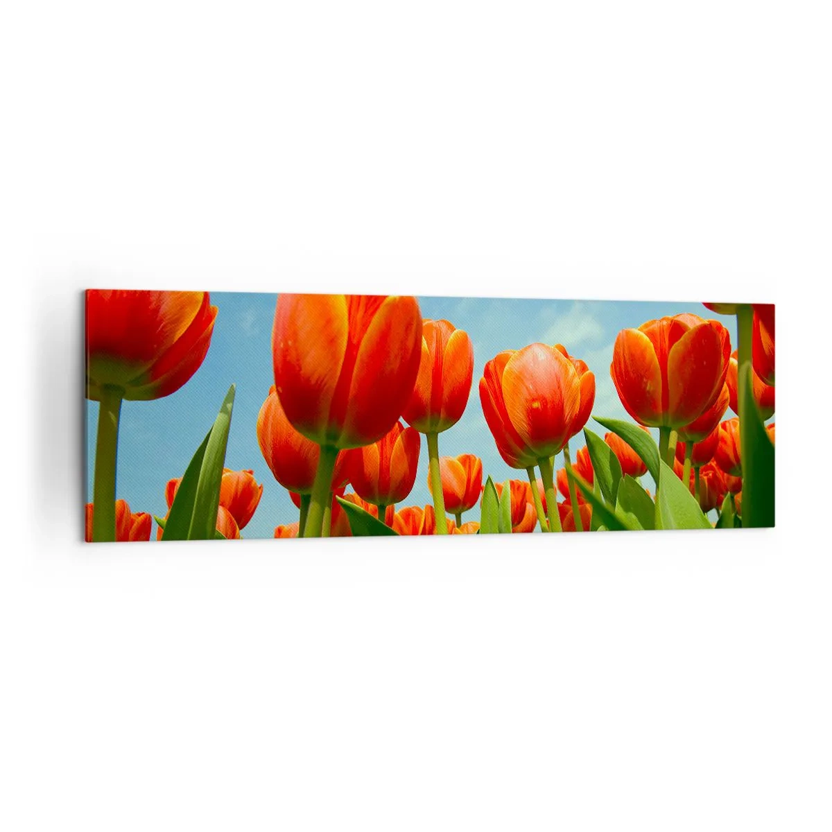 Bild auf Leinwand - Leinwandbild - Ein Feld mit roten und orangefarbenen Tulpen vor blauem Himmel - 160x50cm - Außer dem blauen Himmel brauchen sie nichts in ihrem Leben - Moderne Wanddekoration für Wohnzimmer und Schlafzimmer ARTTOR