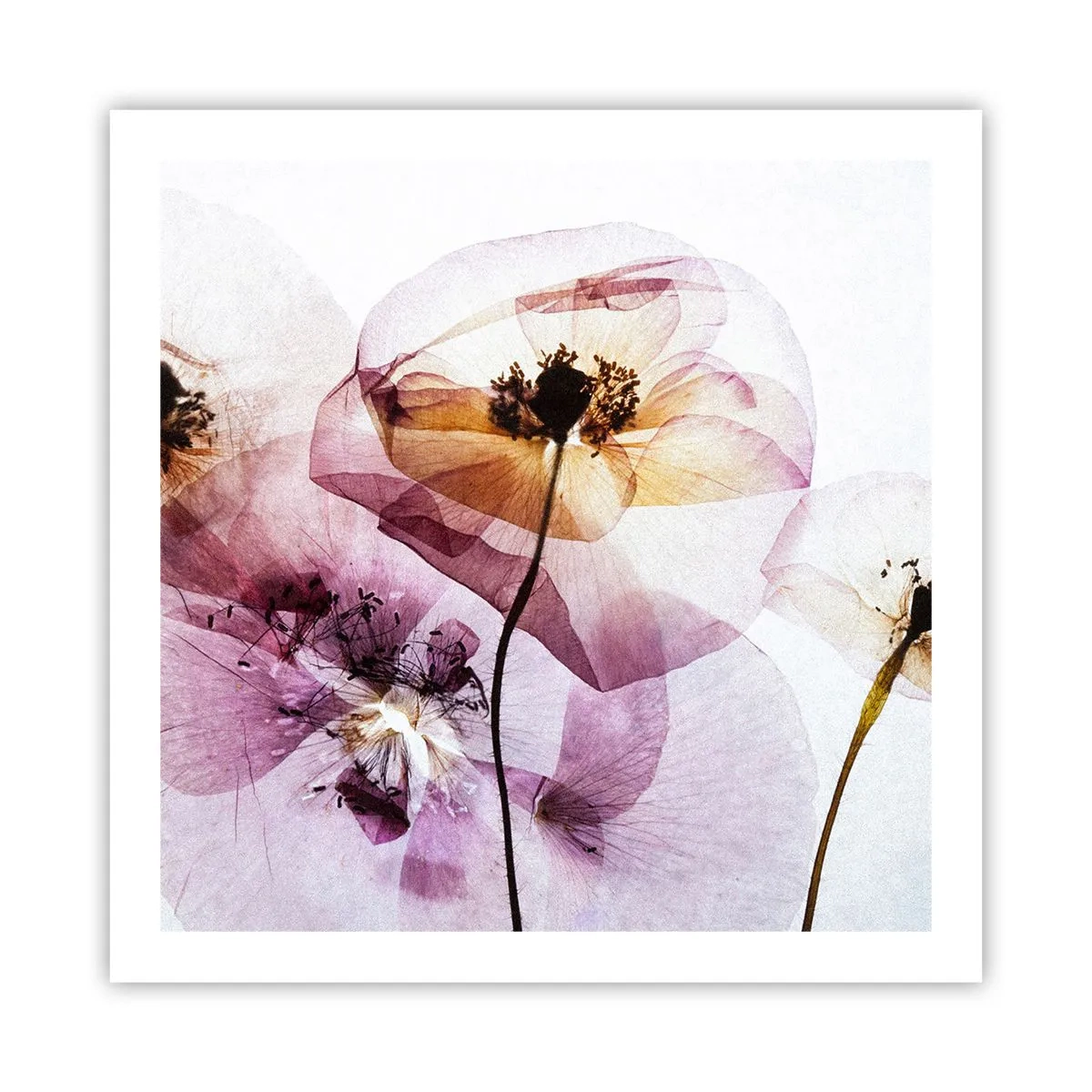 Poster - Transparente Körperblumen - 60x60 cm