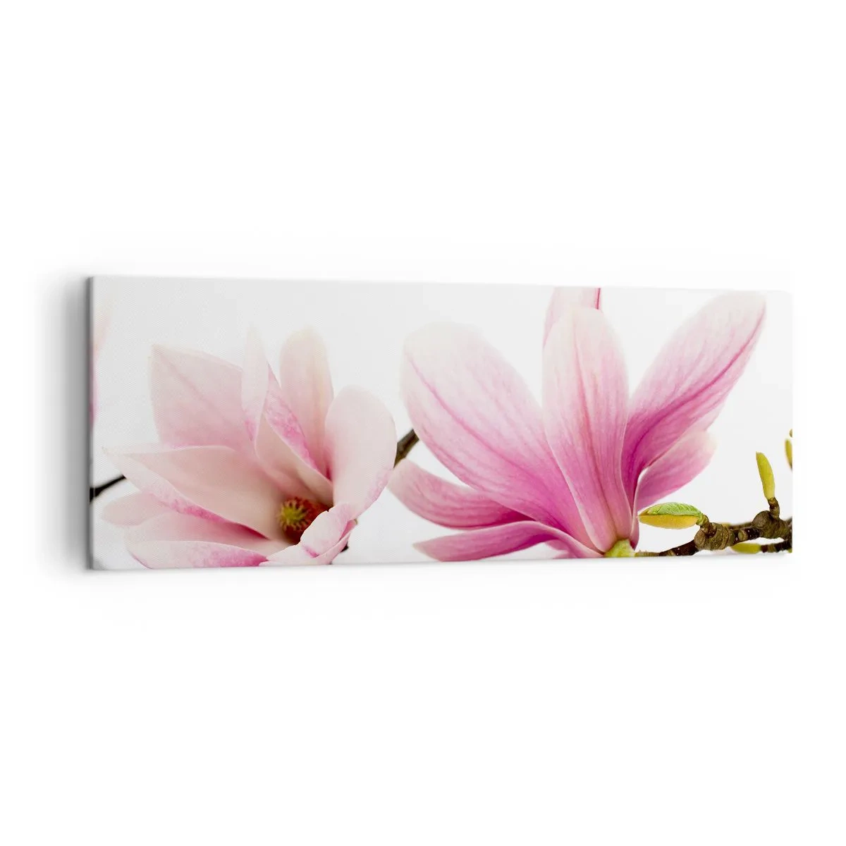 Bild auf Leinwand - Leinwandbild - Zarte rosa Magnolien auf weißem Hintergrund - 140x50cm - Zart wie ein Frühlingswind - Moderne Wanddekoration für Wohnzimmer und Schlafzimmer ARTTOR