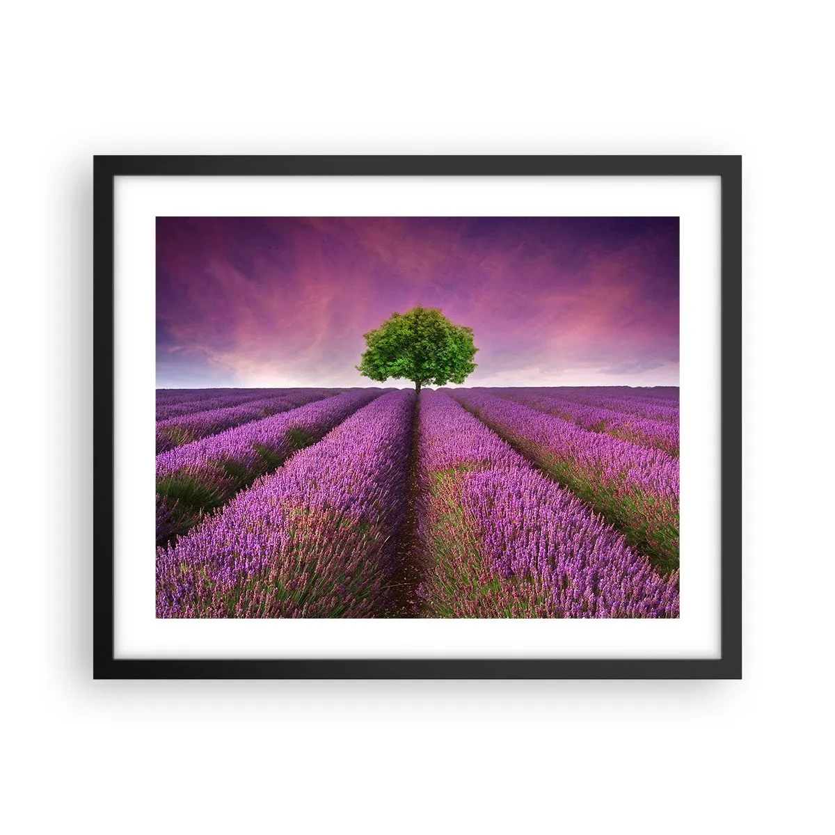 Poster in einem schwarzem Rahmen - Auf Lavendelfeldern - 50x40 cm